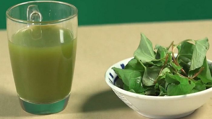 Tiêu thụ sống hoặc uống nước từ rau cỏ diếp cá có thể chữa trị bệnh trĩ hiệu quả