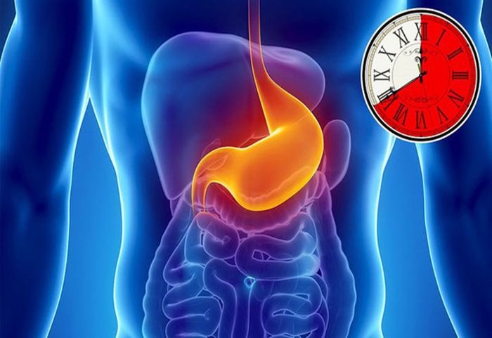 Hệ tiêu hóa cần thời gian để chuyển hóa thức ăn thành dưỡng chất, giúp cơ thể hấp thụ dinh dưỡng một cách dễ dàng hơn.