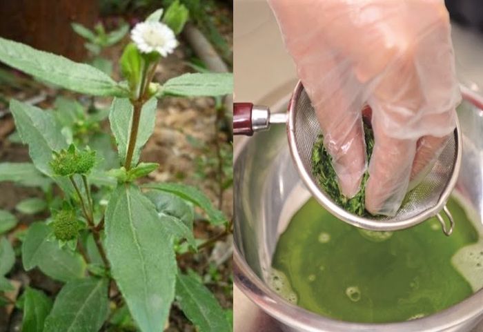 Cây nhọ nồi là phương pháp chữa viêm dạ dày khá hiệu quả
