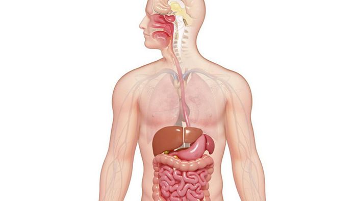 Duy trì chế độ ăn uống hợp lý để hỗ trợ hệ tiêu hóa khỏe mạnh