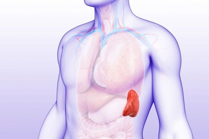 Đau bụng bên trái có thể do bệnh lý ở lá lách