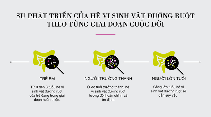 Quá trình thay đổi của hệ vi sinh vật đường ruột