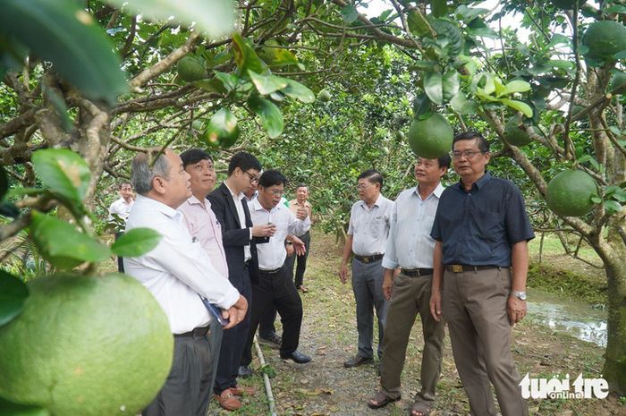 Thị trường bưởi da xanh tại Bến Tre đang sôi động, thương lái đổ về mua hàng - Ảnh: MẬU TRƯỜNG