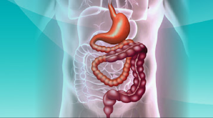 Hoạt động của ruột đóng vai trò quan trọng trong hệ tiêu hóa