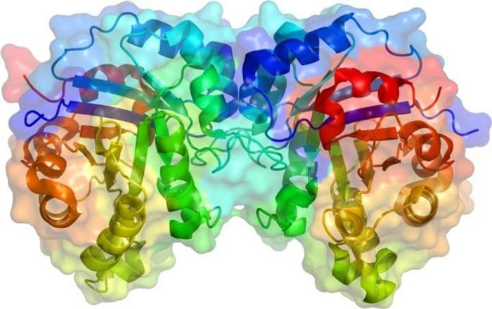 Enzyme tiêu hóa chính là người hùng vô danh trong hệ thống tiêu hóa của cơ thể