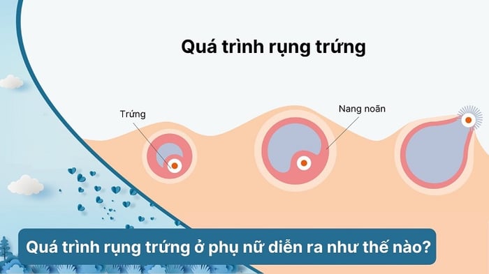 Miêu tả về quá trình rụng trứng