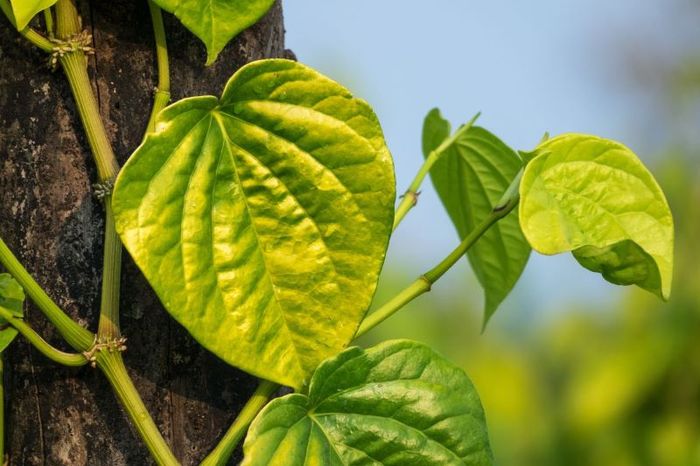 Lá trầu không là một trong những dược liệu được sử dụng trong cả Tây y và Đông y