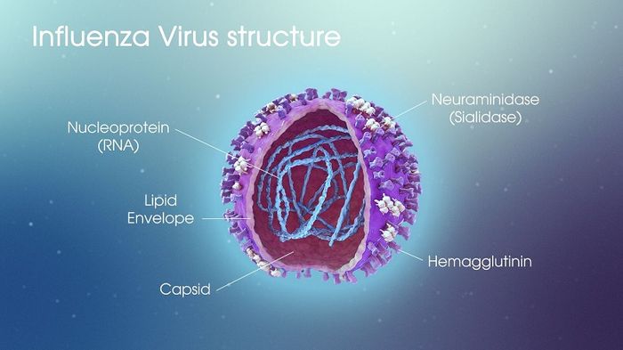 Cấu trúc của virus gây bệnh cảm cúm