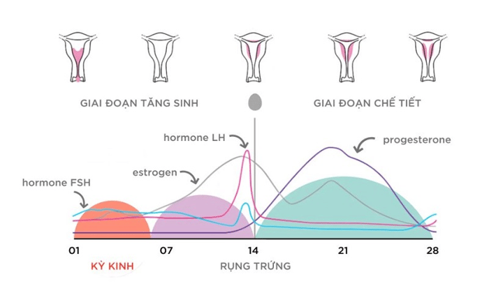 Thay đổi hormone trong kỳ kinh là một trong những nguyên nhân gây ra hiện tượng bụng to khi có kinh.