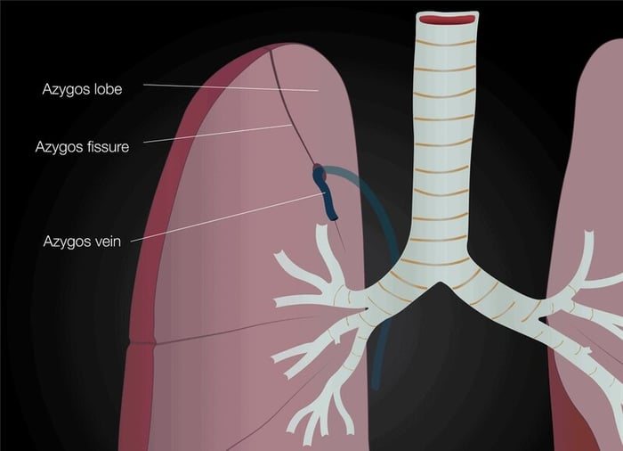Tĩnh mạch Azygos nằm ở phía sau và bên phải của xương sườn thứ 12