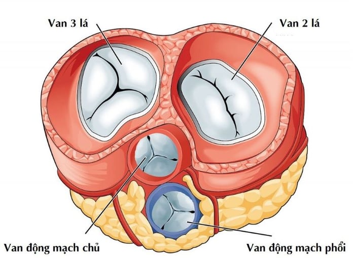 Hệ thống van tim trong cơ thể con người