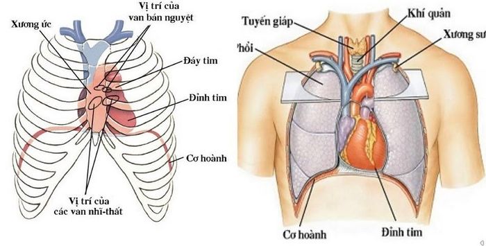 vị trí của tim