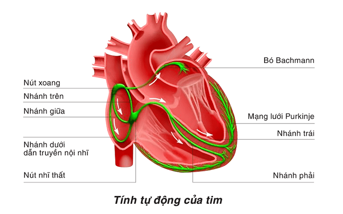 Hệ dẫn truyền tim cũng được gọi là hệ nhĩ