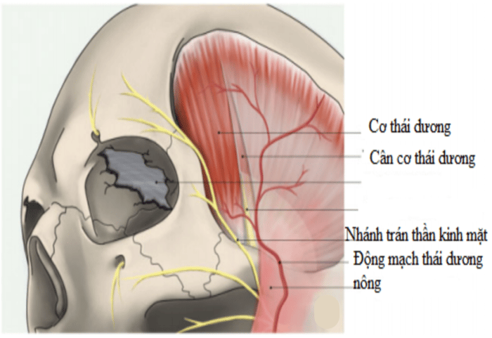 Một biểu đồ tương tự của động mạch thái dương nông trong mối quan hệ với cơ bắp