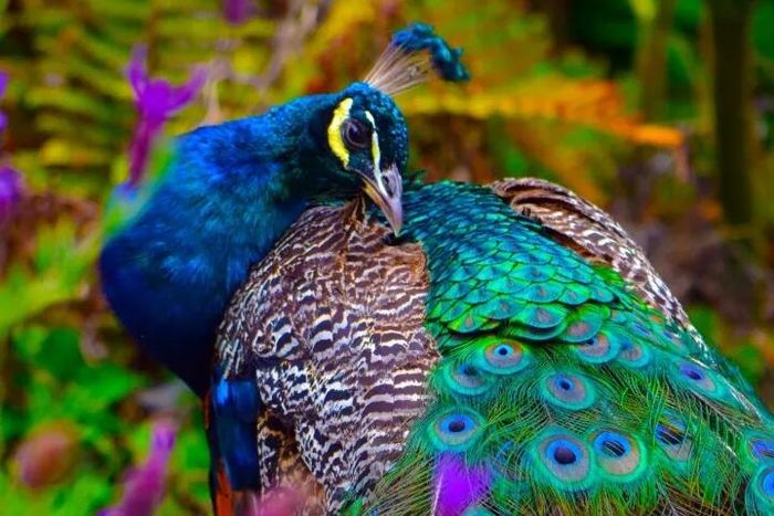 Sự thật thú vị về chim công: Con đực mới được gọi là 'Phụ vương'