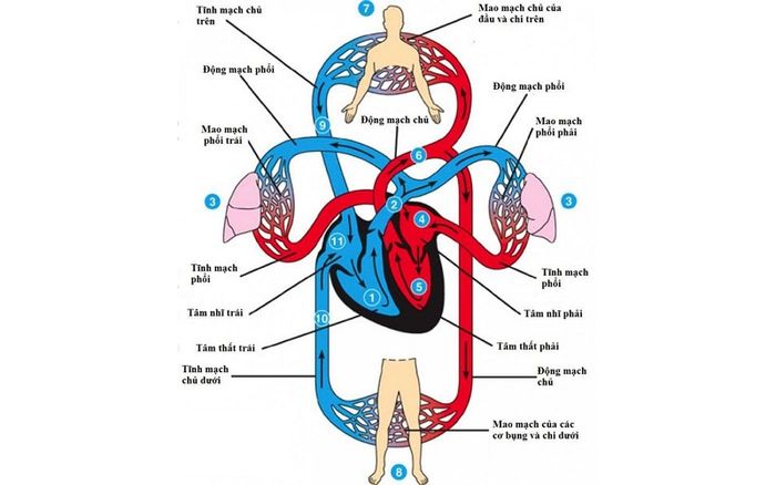 Hoạt động của trái tim giúp máu lưu thông đến tất cả các phần của cơ thể, duy trì sự sống.