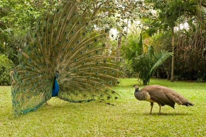 Những Sự Thật Đặc Biệt về Chim Công: Chính Các Con Đực được Biết đến là 'Phụng Hoàng'