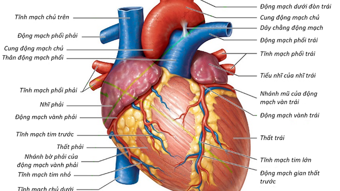 Hình ảnh giải phẫu giúp hiểu rõ hơn về số lượng ngăn của trái tim