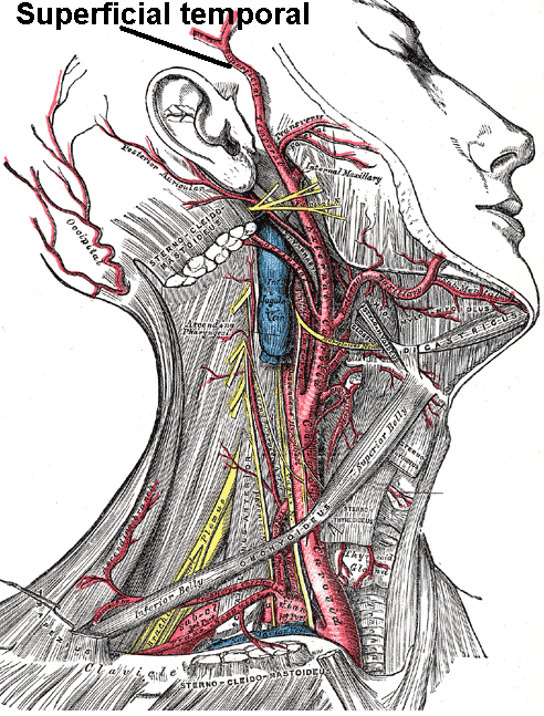 Giải phẫu của động mạch thái dương nông (Superficial temporal) cùng với động mạch cảnh và động mạch dưới đòn