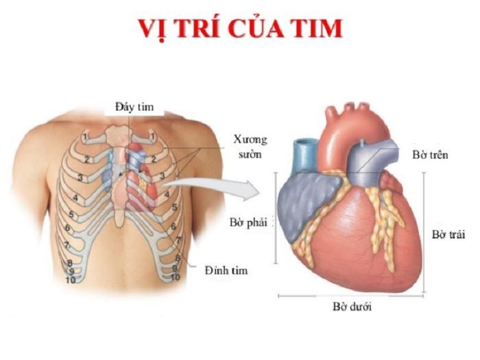 Đặc điểm về vị trí của tim