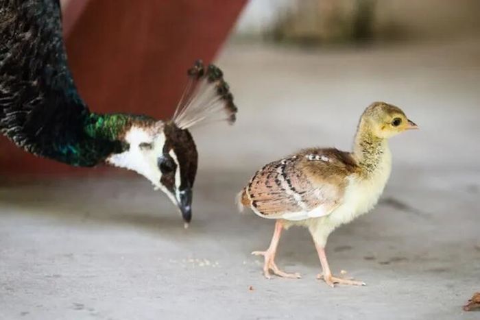 Sự thật thú vị về chim công: Con đực mới được gọi là 'Phụ vương'