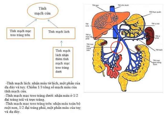 Minh họa cấu tạo và vị trí tĩnh mạch mạc treo trên ruột (vùng khoanh đỏ)