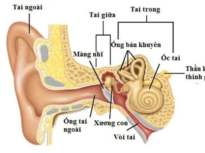 Tóm tắt về 3 phần của tai