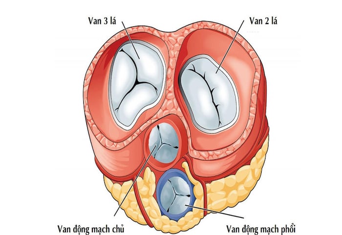 Cấu trúc của van tim