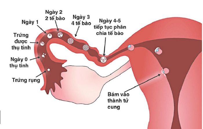 Mô tả về quá trình thụ thai