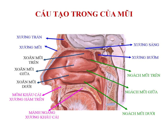 Cấu tạo mũi phức tạp