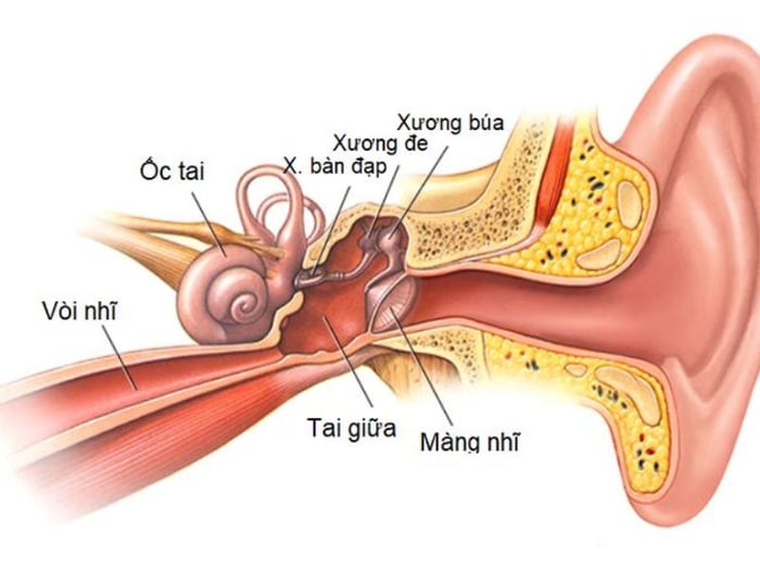 Tai người chịu trách nhiệm truyền tải âm thanh và duy trì thăng bằng cho cơ thể