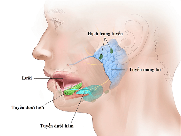 U Tuyến Nước Bọt Mang Tai Là Một Dạng Của U Tuyến Nước Bọt