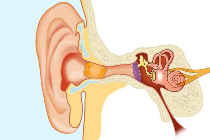 Vật nằm trong tai là gì?