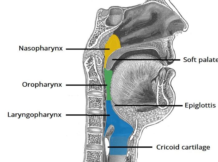 Cấu trúc của vòm họng gồm cổ họng và thanh quản