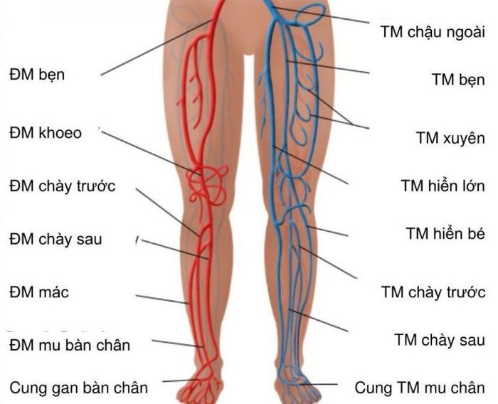 Hệ thống mạch máu tĩnh của chi dưới