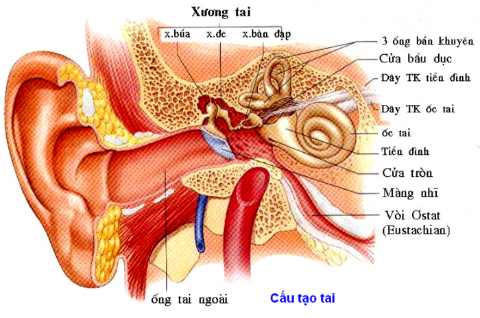 Vấn đề về các cơ quan cảm giác ở tai trong là một trong những nguyên nhân dẫn đến điếc đột ngột