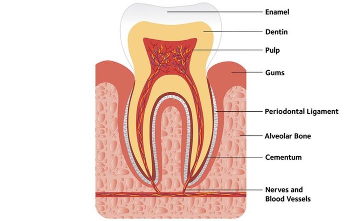 Thành phần cấu tạo cơ bản của răng