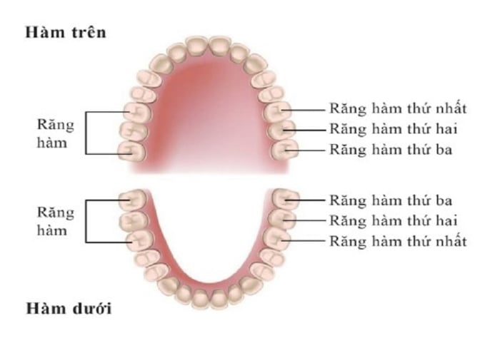 Các loại răng trên cung hàm của con người