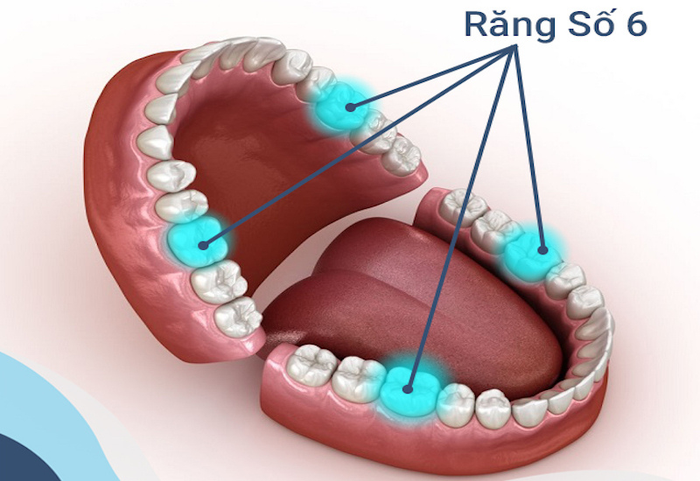 Răng số 6 ở hàm dưới là răng cấm quan trọng trong quá trình tiêu hóa thức ăn.