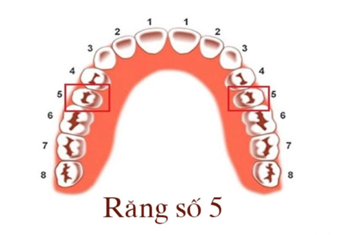 Răng số 5 trên tham gia quan trọng trong quá trình tiêu hóa thức ăn.