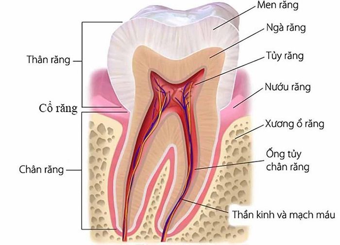 Kết cấu của răng sữa tương tự như răng vĩnh viễn nhưng ít nhỏ hơn một chút.