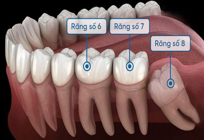 Vị trí của răng số 7 hàm dưới