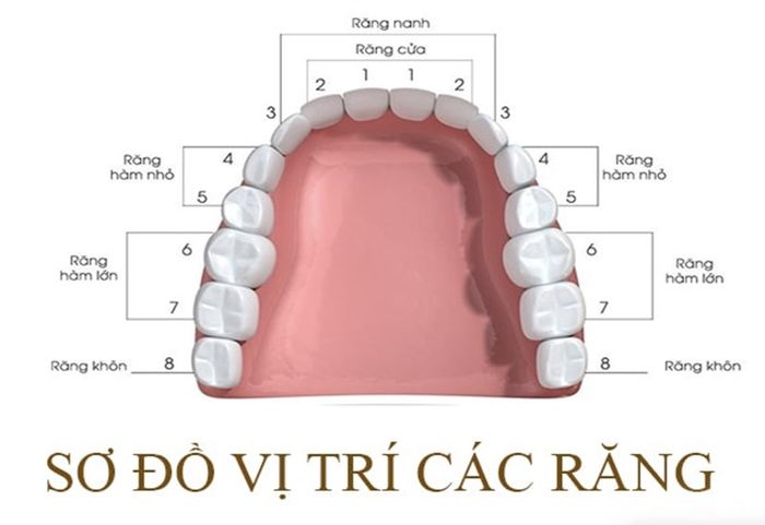  Răng số 4 rất quan trọng trong việc nhai xé thức ăn