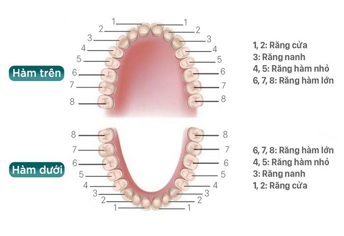 Răng khôn thuộc nhóm răng hàm lớn nhưng không đóng vai trò trong quá trình nhai nghiền thức ăn.