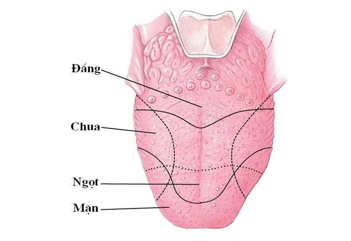 Lưỡi có khả năng phân biệt 4 loại vị chính