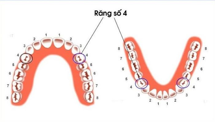 Răng nhỏ nhất trên cung hàm chính được biết đến là răng số 4 hay còn gọi là răng tiền hàm, răng cối.