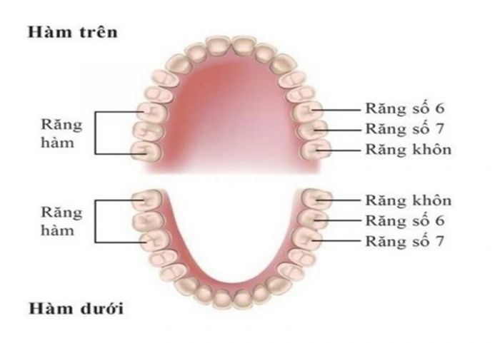 Vị trí của răng số 6