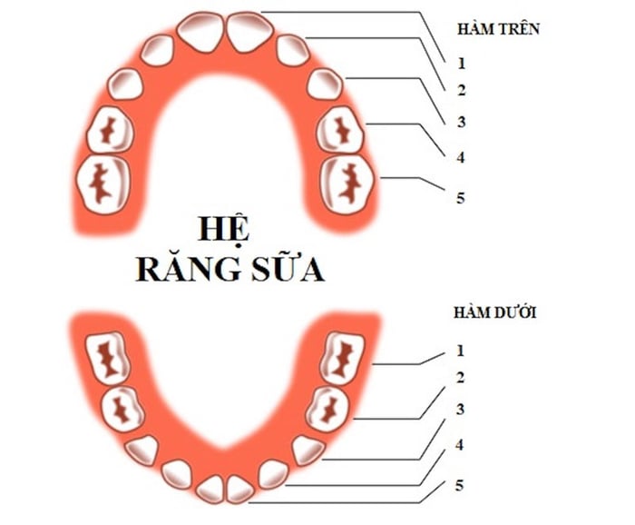 Cấu trúc của răng sữa ở trẻ em dưới 6 tuổi