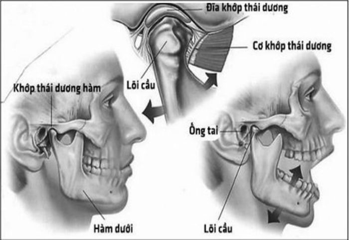 Khớp thái dương hàm phải liên tục di chuyển và xoay khi chúng ta nói chuyện hoặc nhai thức ăn