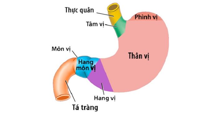 Cấu trúc của dạ dày